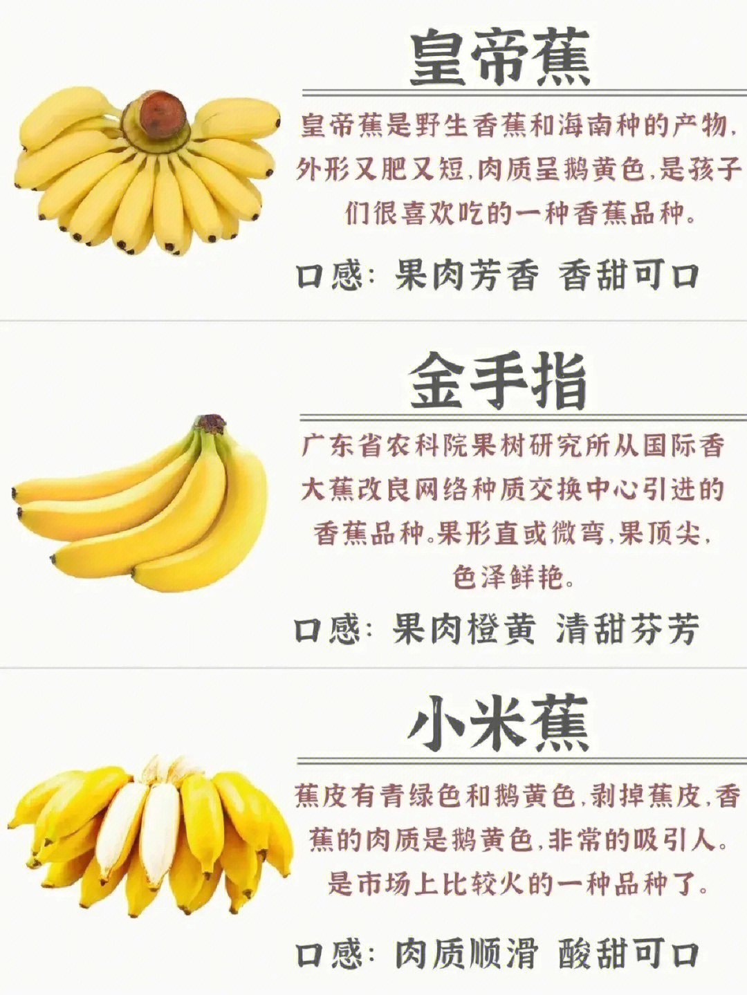 黄帝蕉 黄帝蕉